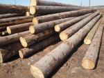 Espruce Troncos de Madeira p/ Serrar | Madeira macia | Troncos de Madeira | TRANS-WOOD