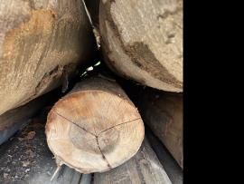 Faia Troncos de Madeira p/ Folheado |  Madeira dura | Troncos de Madeira | SF WOOD, s. r. o.