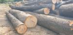 Cereja Troncos de Madeira p/ Serrar |  Madeira dura | Troncos de Madeira | 19th-Wood s.r.o.