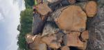 Cereja Troncos de Madeira p/ Serrar |  Madeira dura | Troncos de Madeira | 19th-Wood s.r.o.