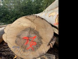 Faia Troncos de Madeira p/ Folheado |  Madeira dura | Troncos de Madeira | SF WOOD, s. r. o.