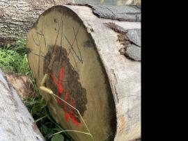 Faia Troncos de Madeira p/ Folheado |  Madeira dura | Troncos de Madeira | SF WOOD, s. r. o.